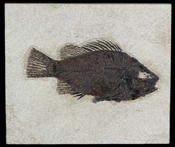 Cockerellites (Priscacara) Fossil Fish - Wyoming #51264